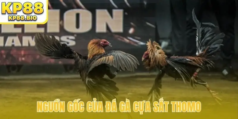 Nguồn gốc của đá gà cựa sắt Thomo