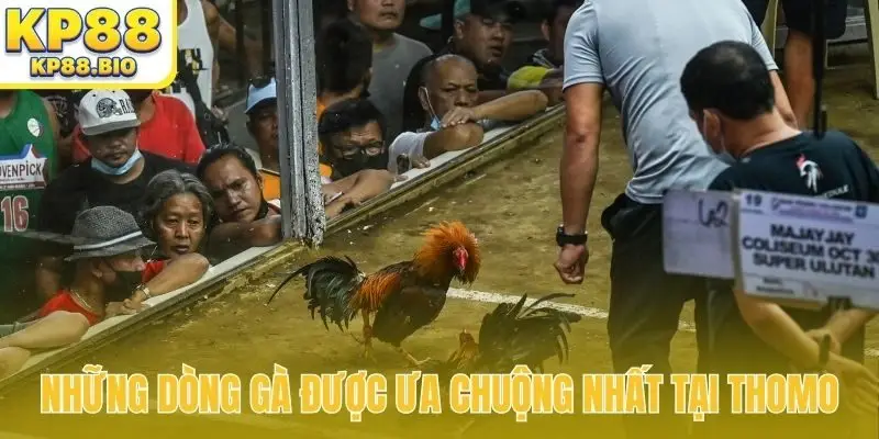 Những dòng gà được ưa chuộng nhất tại Thomo
