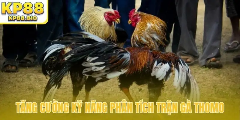 Tăng cường kỹ năng phân tích trận gà Thomo