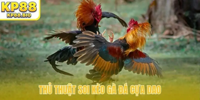 Thủ thuật soi kèo gà đá cựa dao